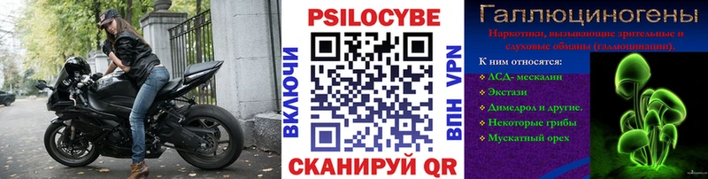 наркота  Кингисепп  Псилоцибиновые грибы Psilocybe 